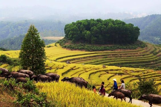 Ruộng bậc thang Bình Liêu, Quảng Ninh